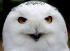 Аватар пользователя OWL_owl